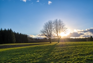 arbre prairie